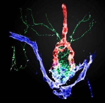 Three-dimensional structure of the neurohypophysis in a zebrafish embryo (the nerve fibers and blood vessels are genetically tagged with fluorescent proteins). This brain area provides an interface between nerve cells (green), arteries (purple) and veins (red)